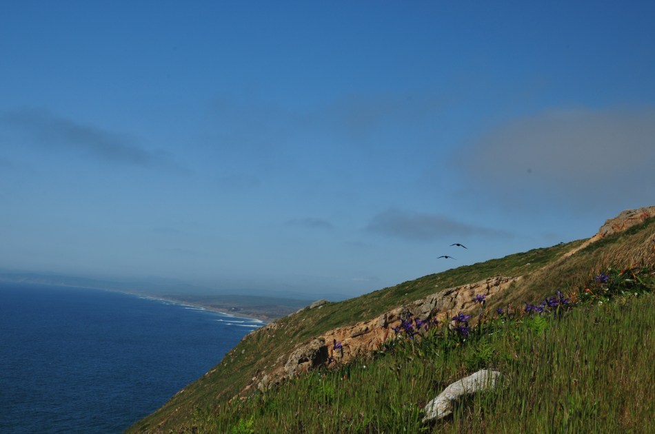 Flowers Crows and Coast