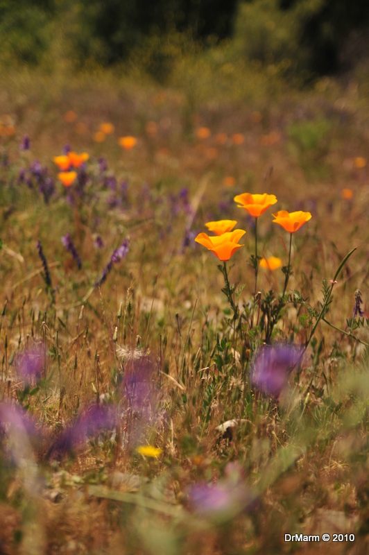 Poppies In The Sun