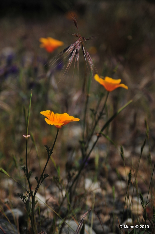 Fox Tail with Poppy Friends