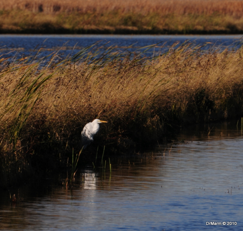 Great Egret