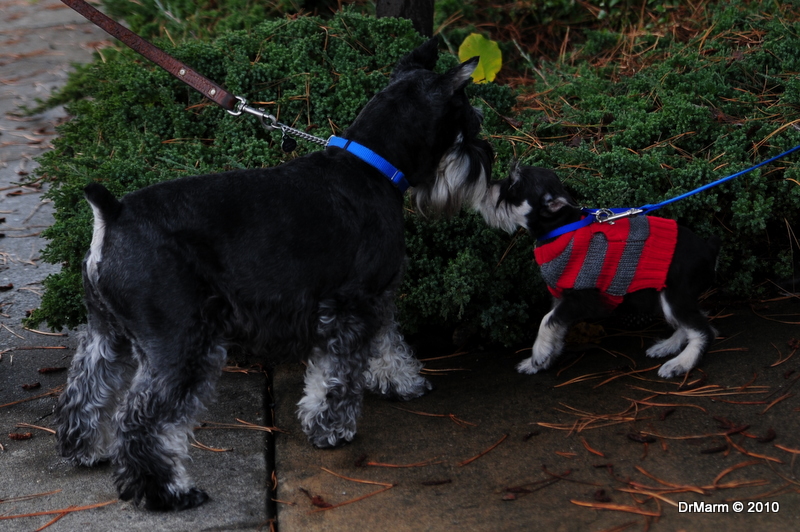 Riley and Benji (neighbor dog)