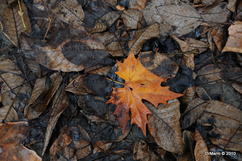 Last leaf