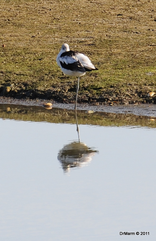 American Avocet