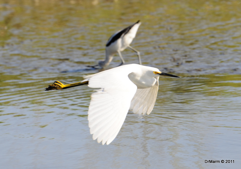 Egret in Flight