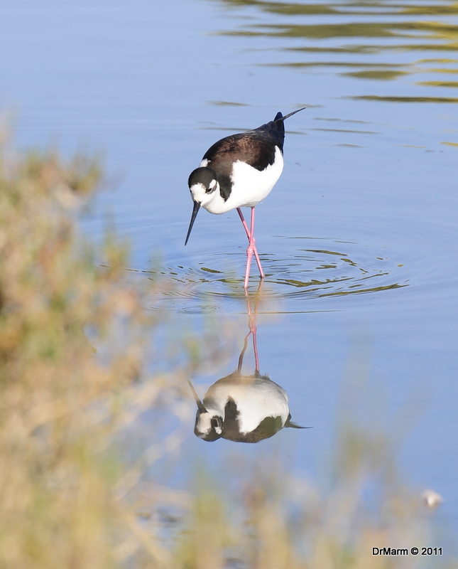Black-necked Stilt