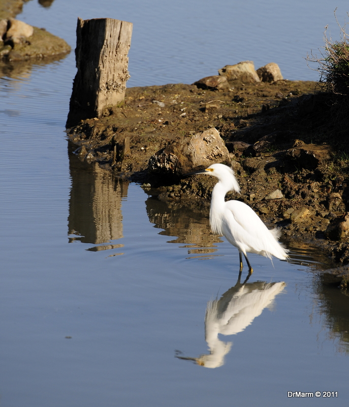 Great Egret