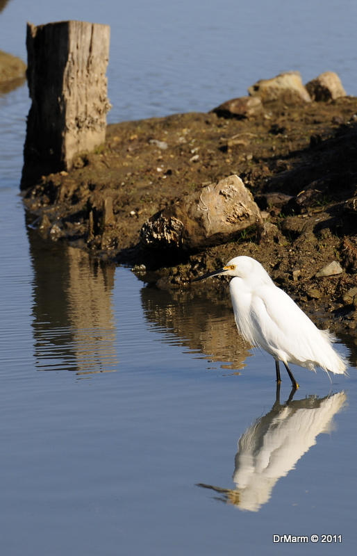 Egret