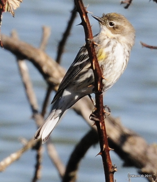 Yellow-rumpled Warbler