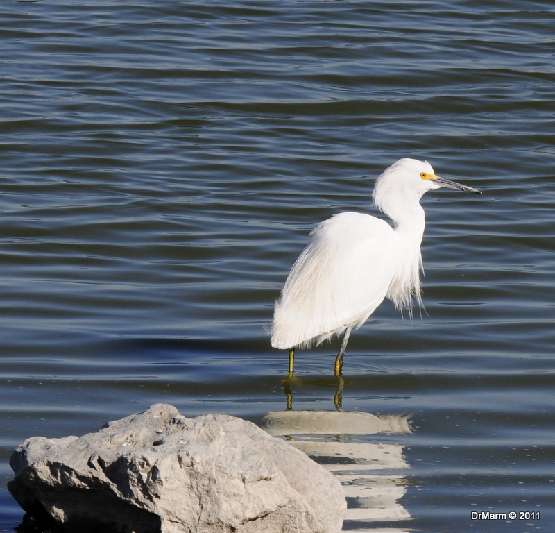 Egret