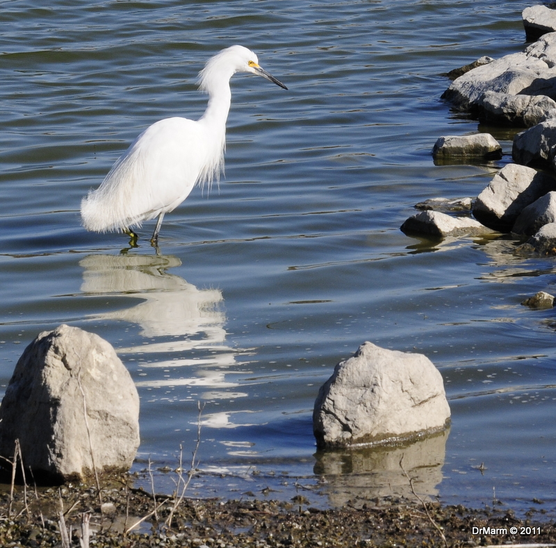 Egret