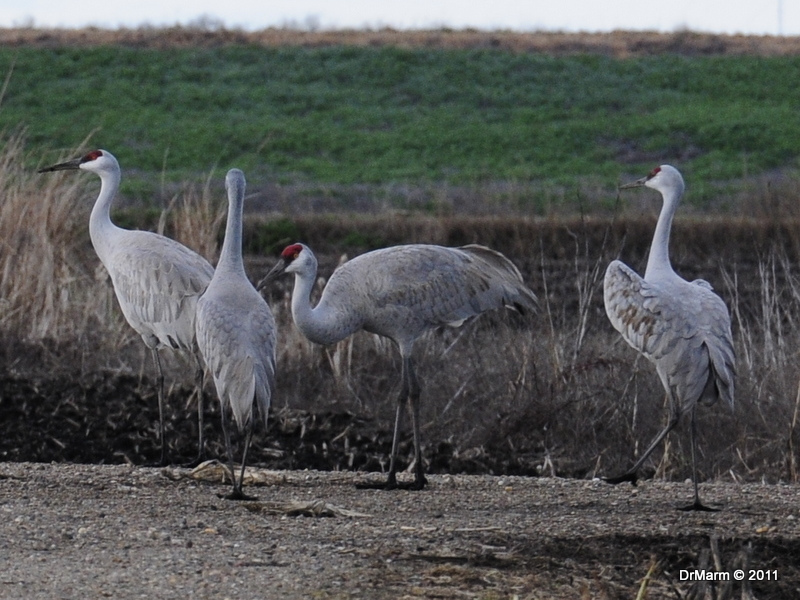 Sandhill Cranes