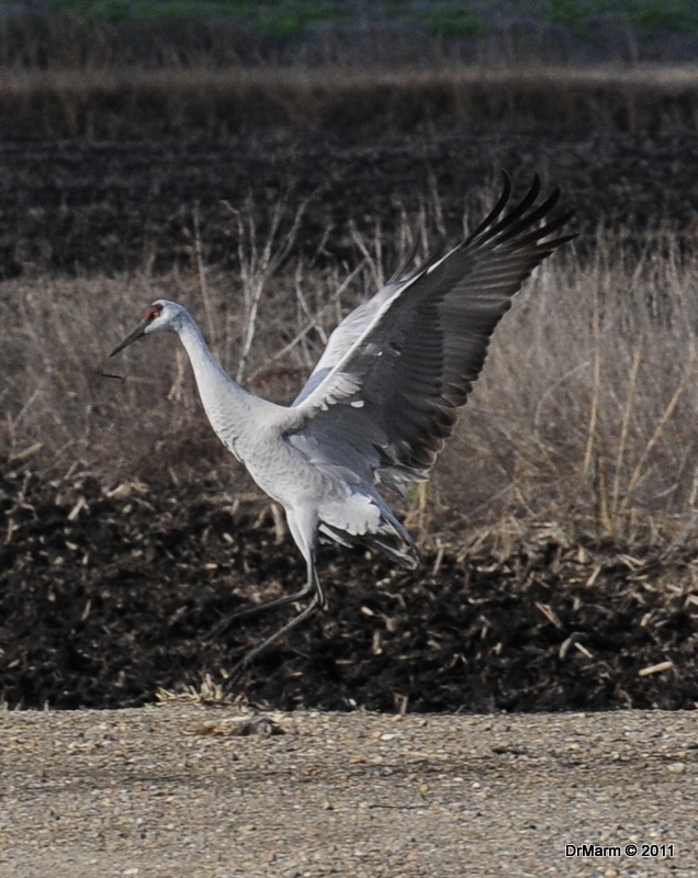 Sandhill Crane