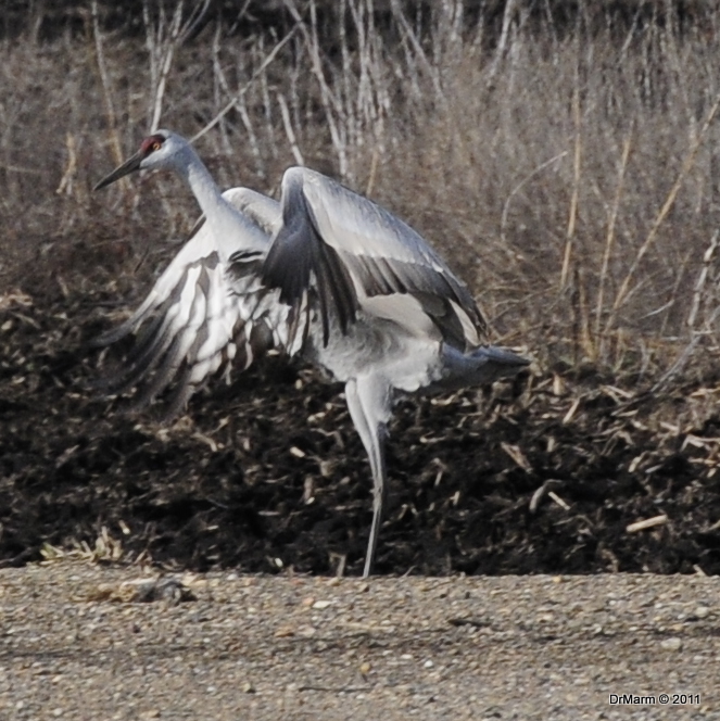 Sandhill Crane