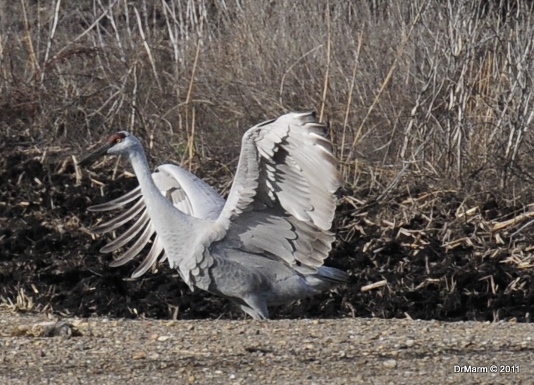 Sandhill Cranes