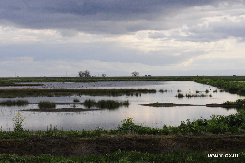 Bird Preserve Lodi, CA