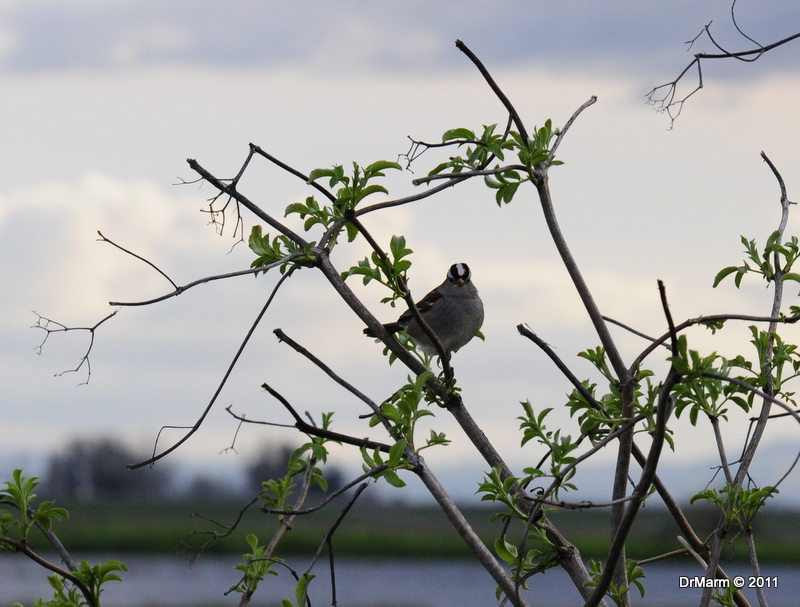 White-crowned Sparrow