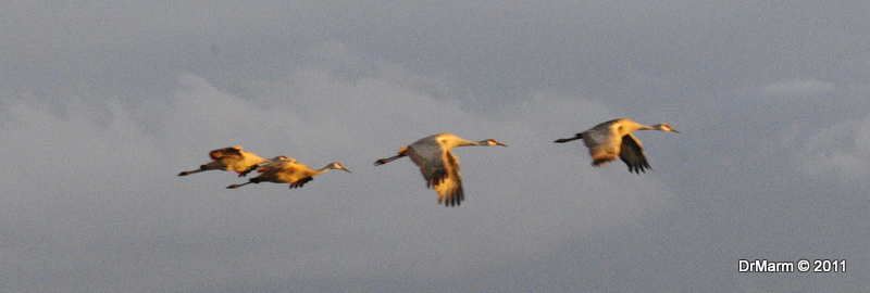 Sandhill Cranes