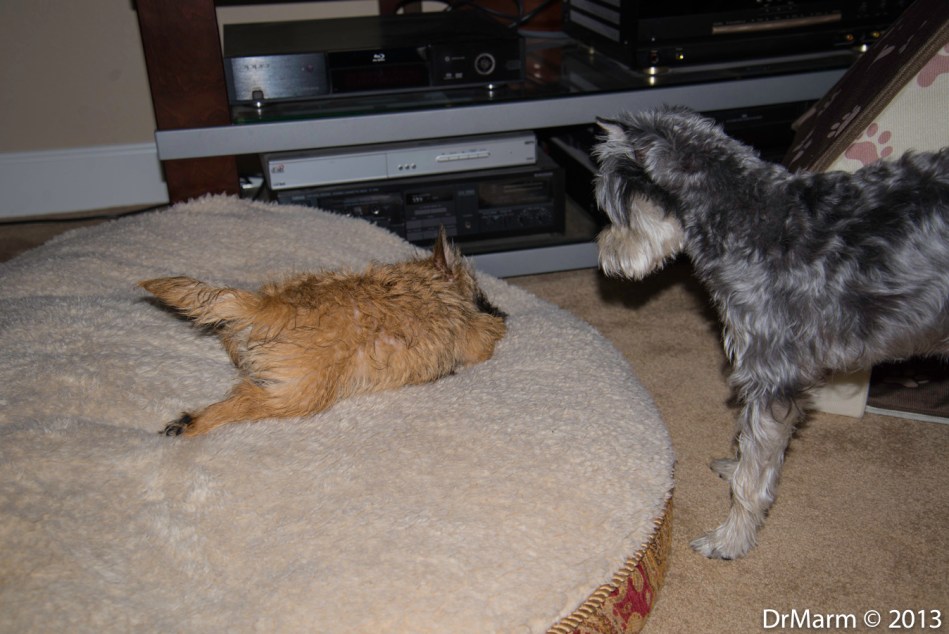 Riley supervising a very wet Jessie