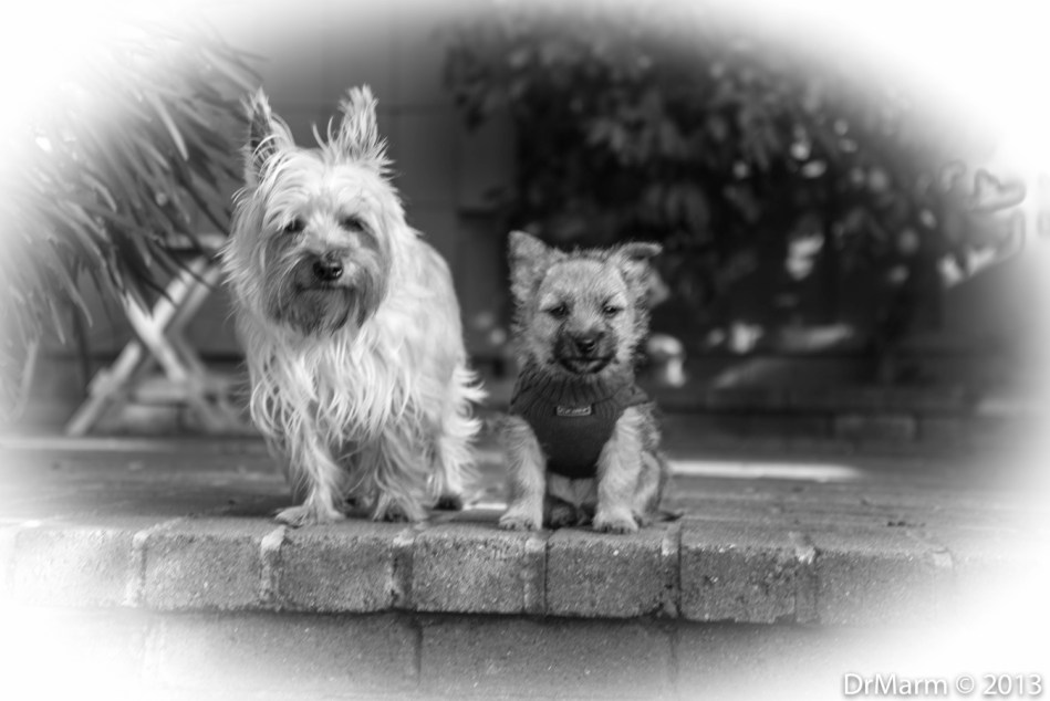 Cairn Terriers