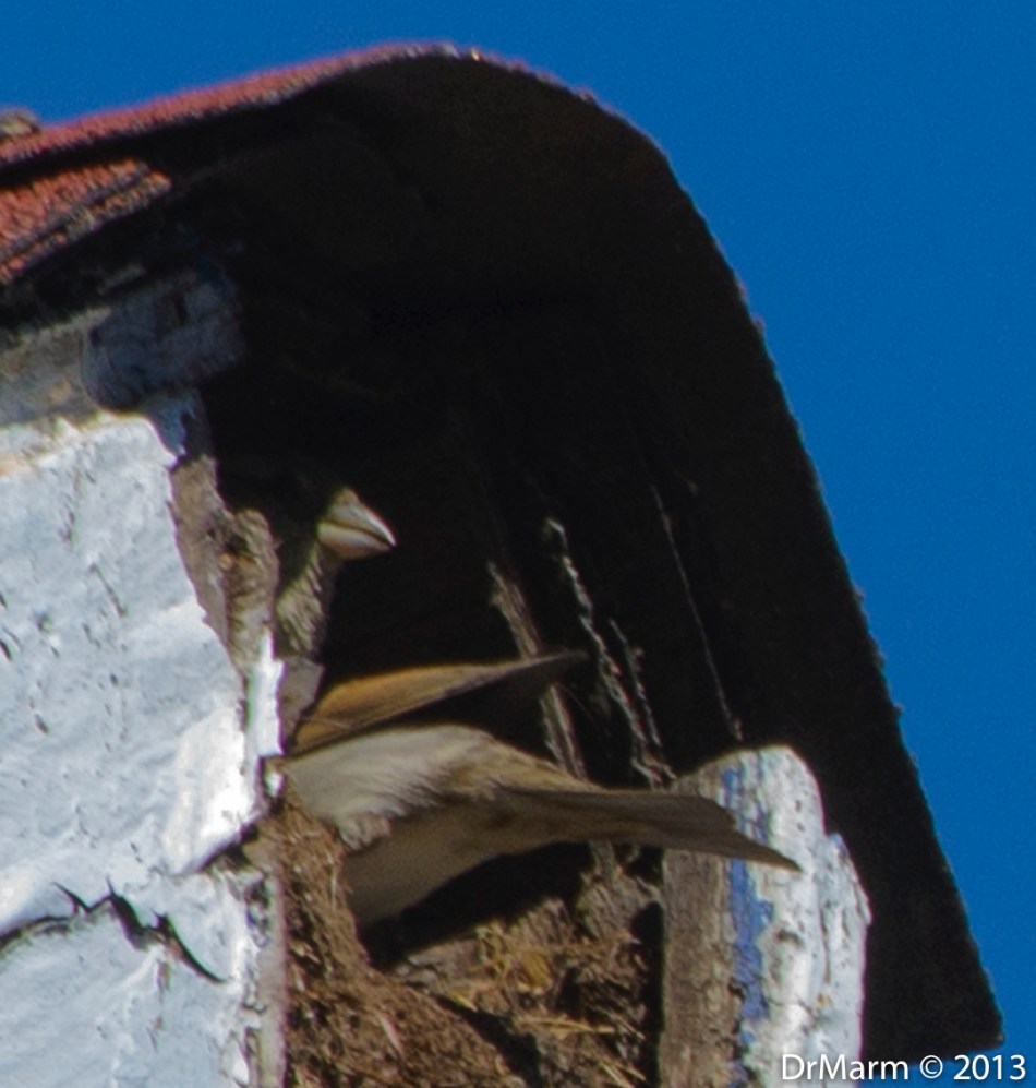 Nice to see both birds contributing