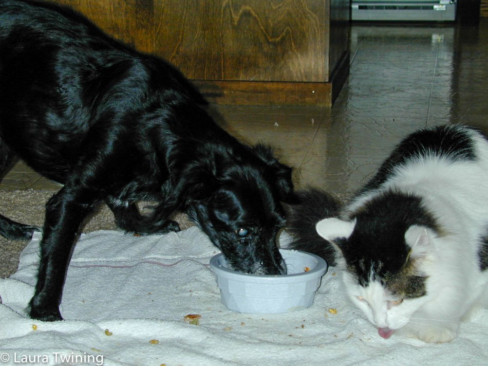 Homemade Dog Meatloaf