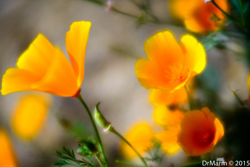 Plentiful Velvet Poppies