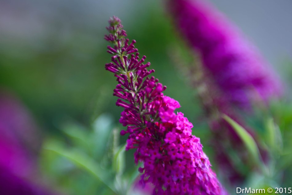 Closer Inspection Day 58