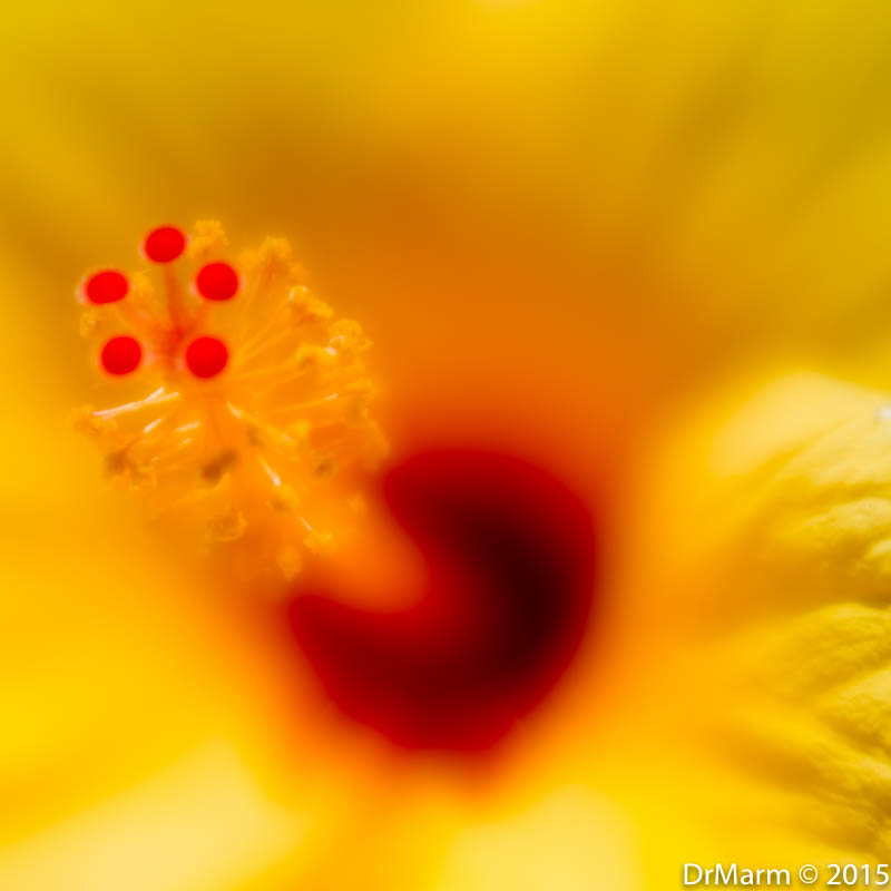 Hello Hibiscus! Day 62