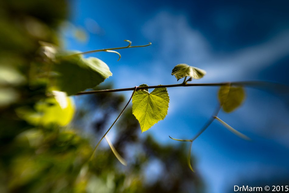 Love on the Vine Day 55