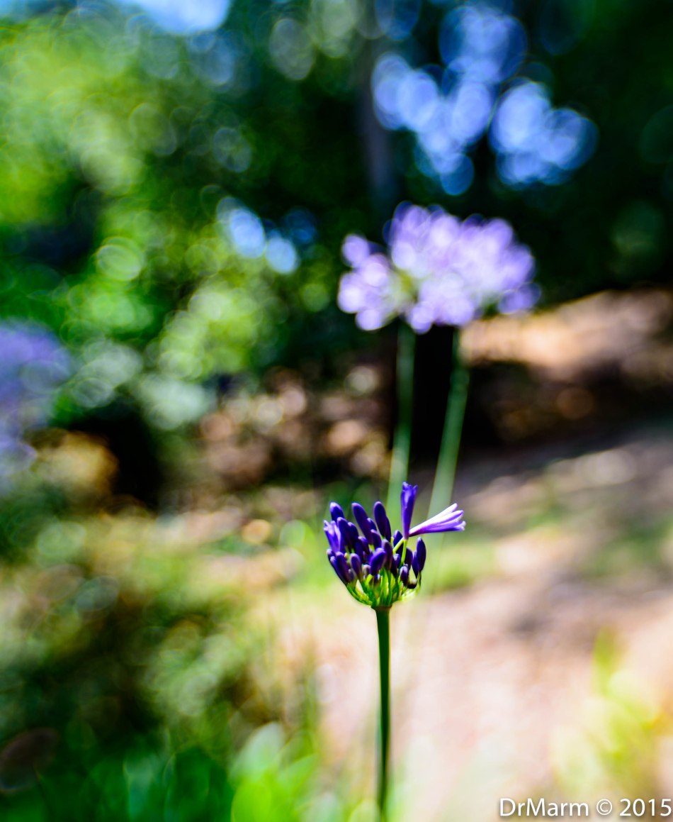 Repetitive Patterns w- Bokeh Day 40_