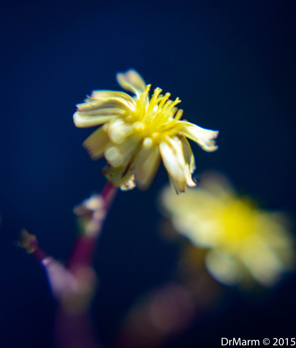 Small As A Dime Day 63