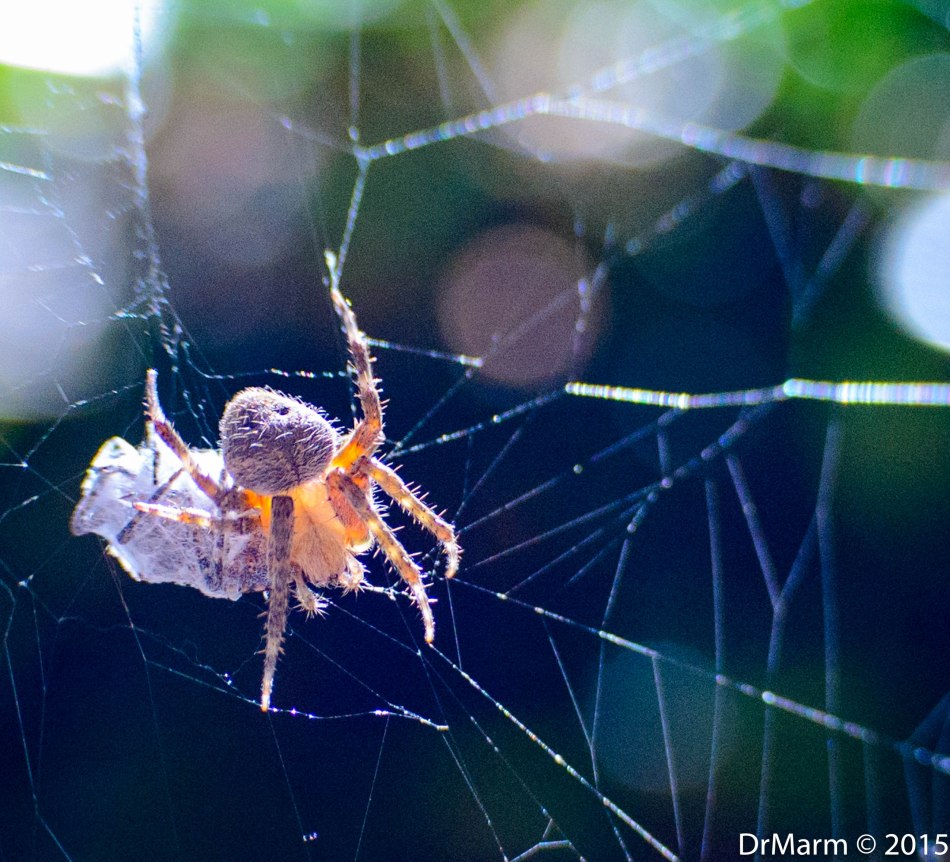 This guy was so quick, I wish I would have turned on the video!
