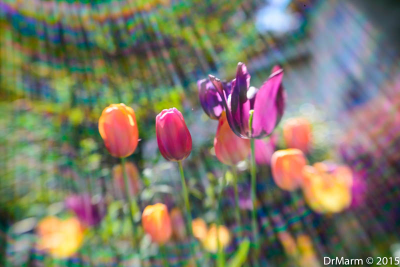 Sunshine Spotlight Day 66