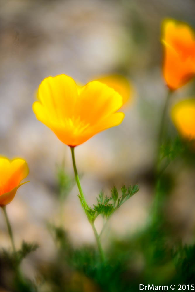 Velvet Poppies.jpg Day 67