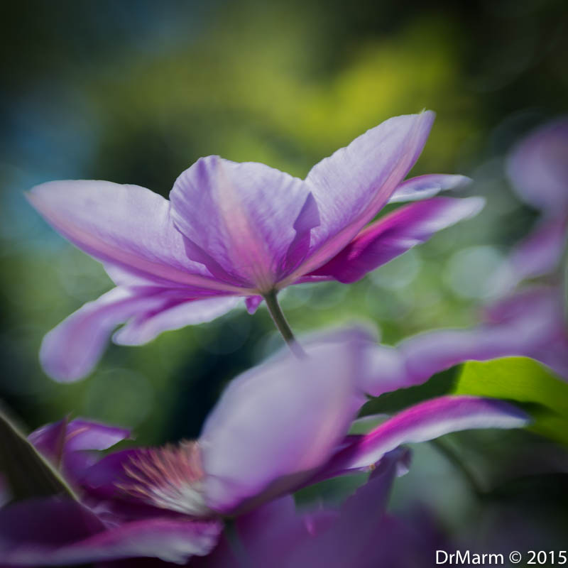 Violet Beauty.jpg Day 68