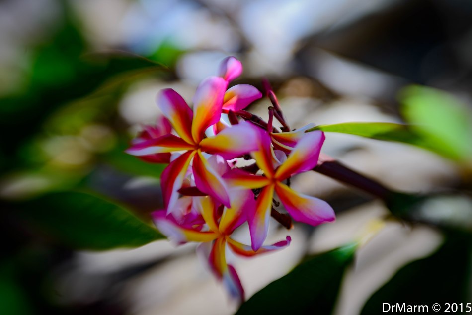 Burst of Color Day 97