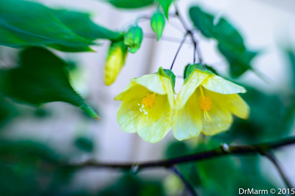 Couple In Love Day 84