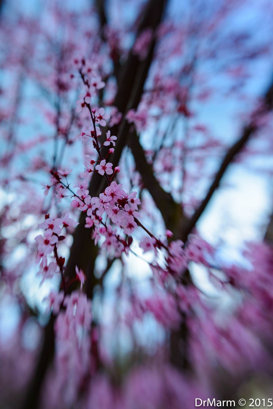 Early Blossoms Day 80