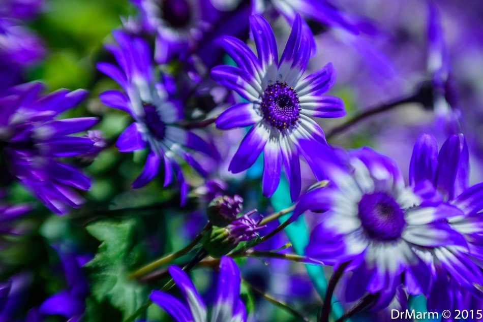 Floral Wallpaper Day 79