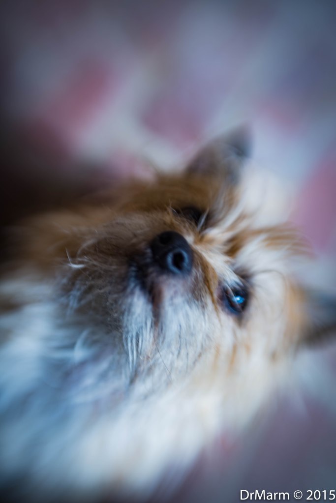 Jessie Attentive Day 78