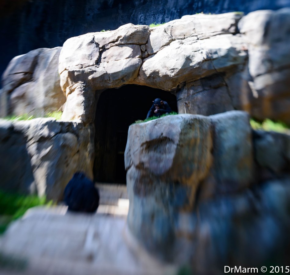 Monkey See Monkey Do Day 99