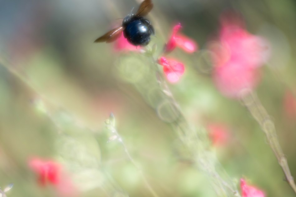 Bokeh Bee