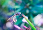 Dragon Fly Iridescent&nbsp;Wings
