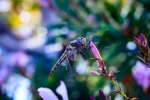 Dragon Fly Pink