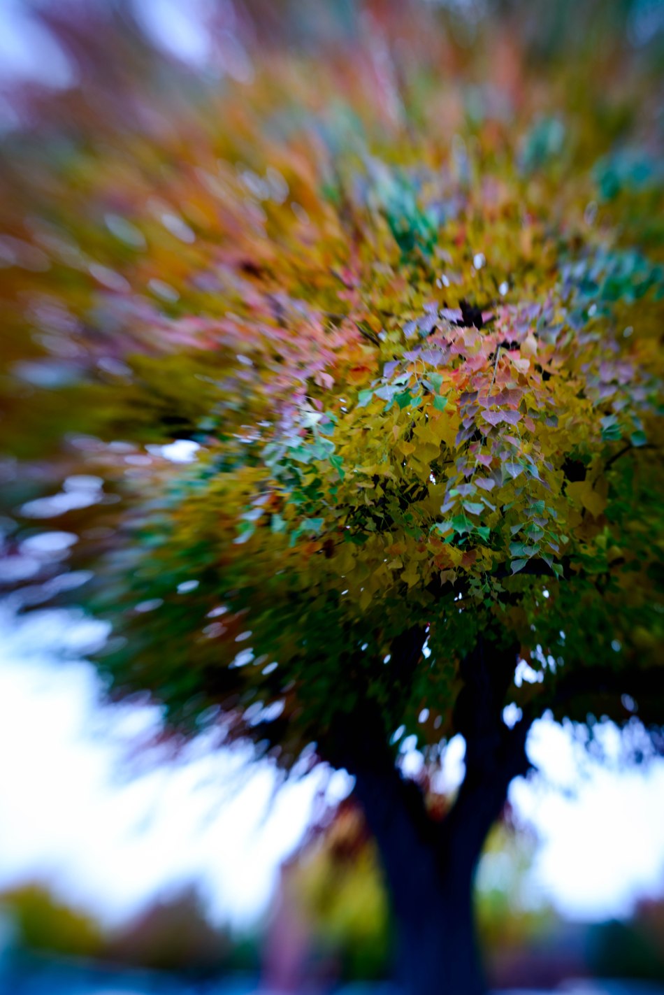 Mosaic Leaf Pattern 2